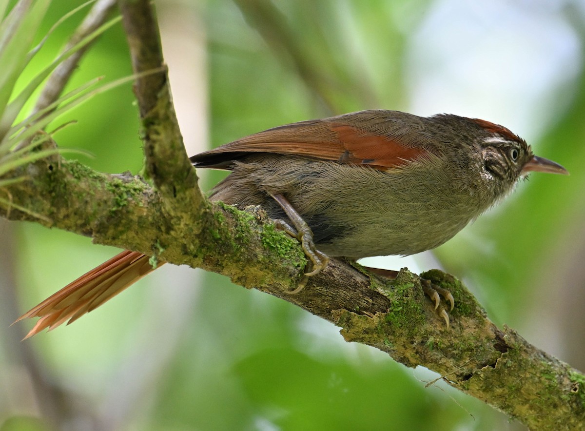 Streak-capped Spinetail - ML642386435