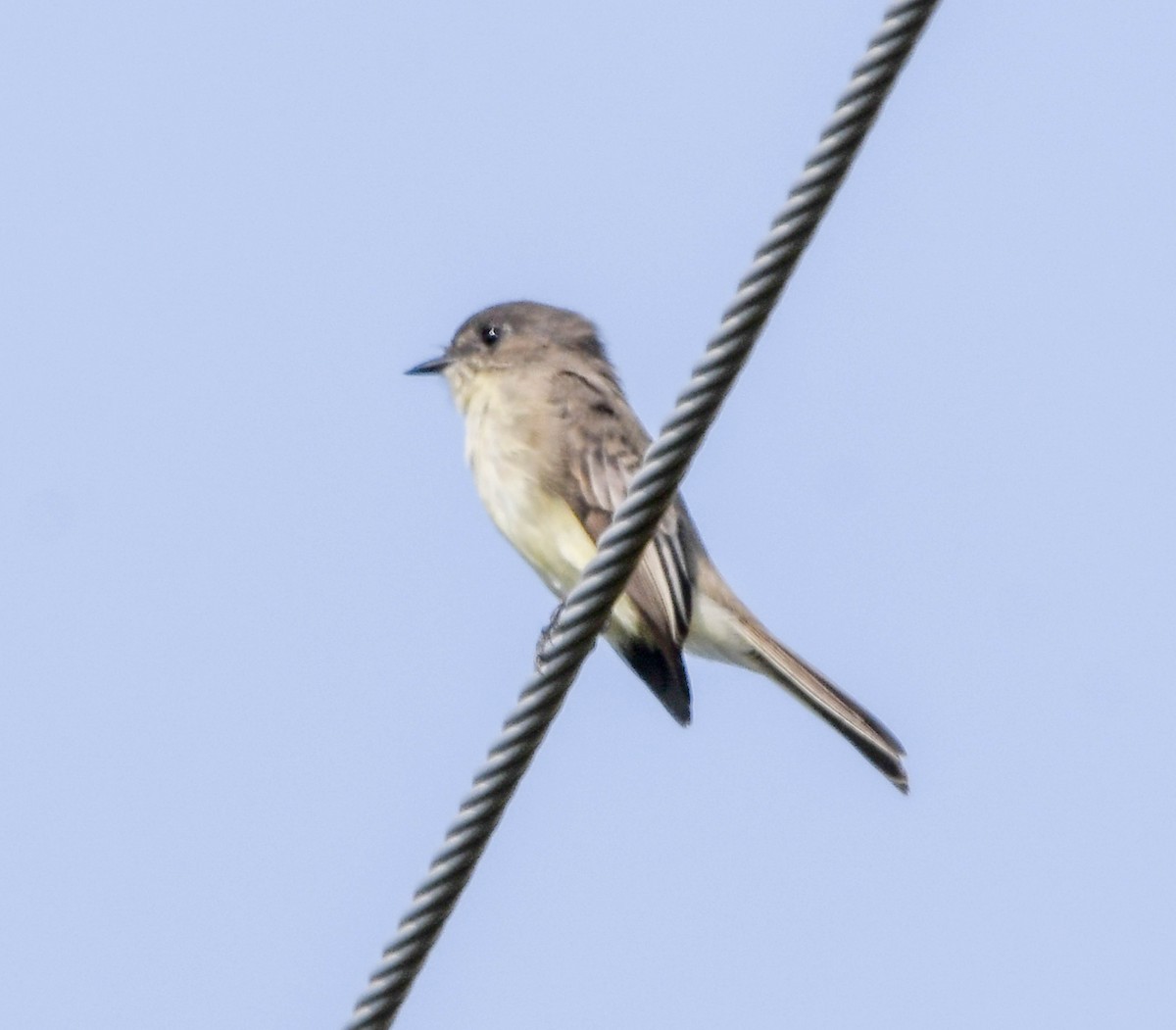 Eastern Phoebe - ML642386475