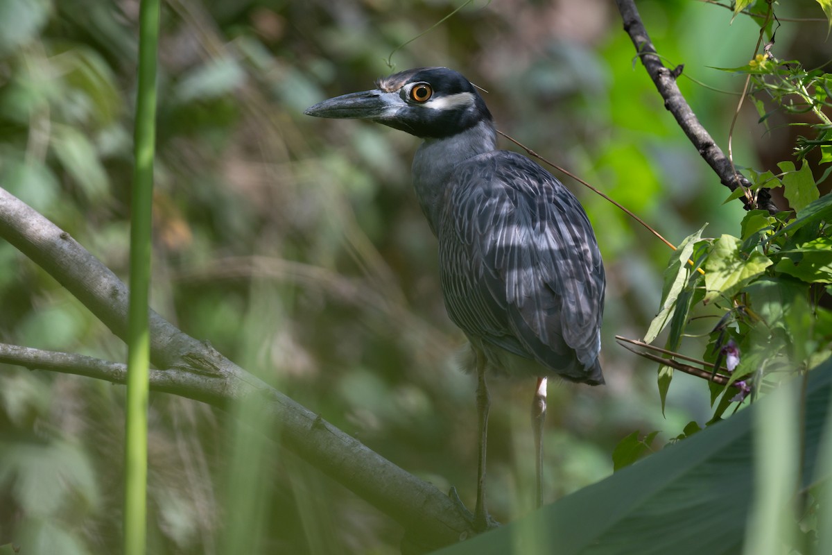 Yellow-crowned Night Heron - ML642386476