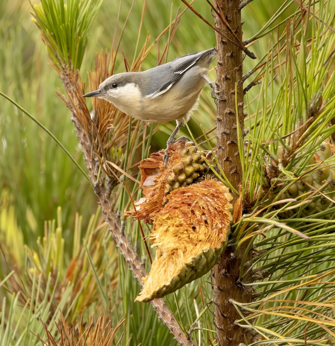 Pygmy Nuthatch - ML642386482