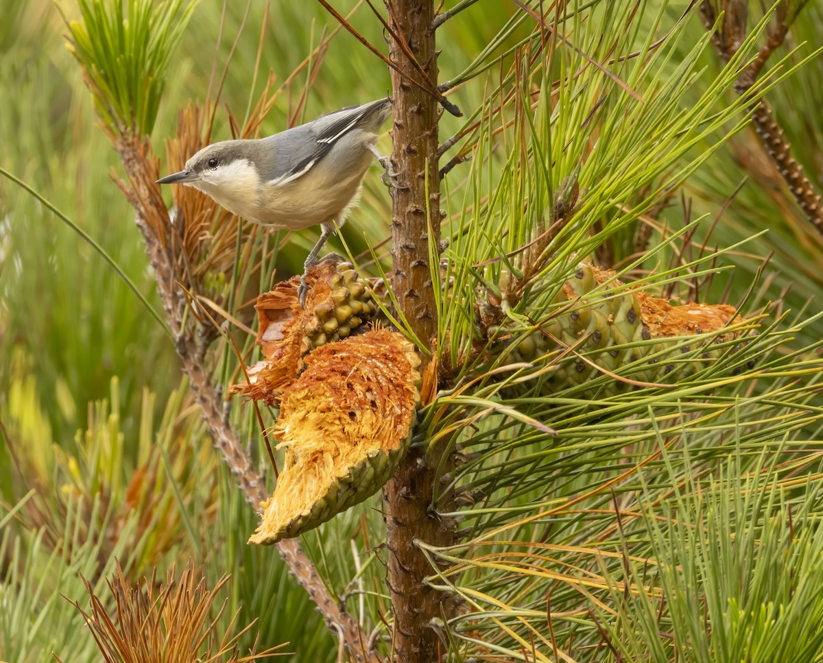 Pygmy Nuthatch - ML642386483