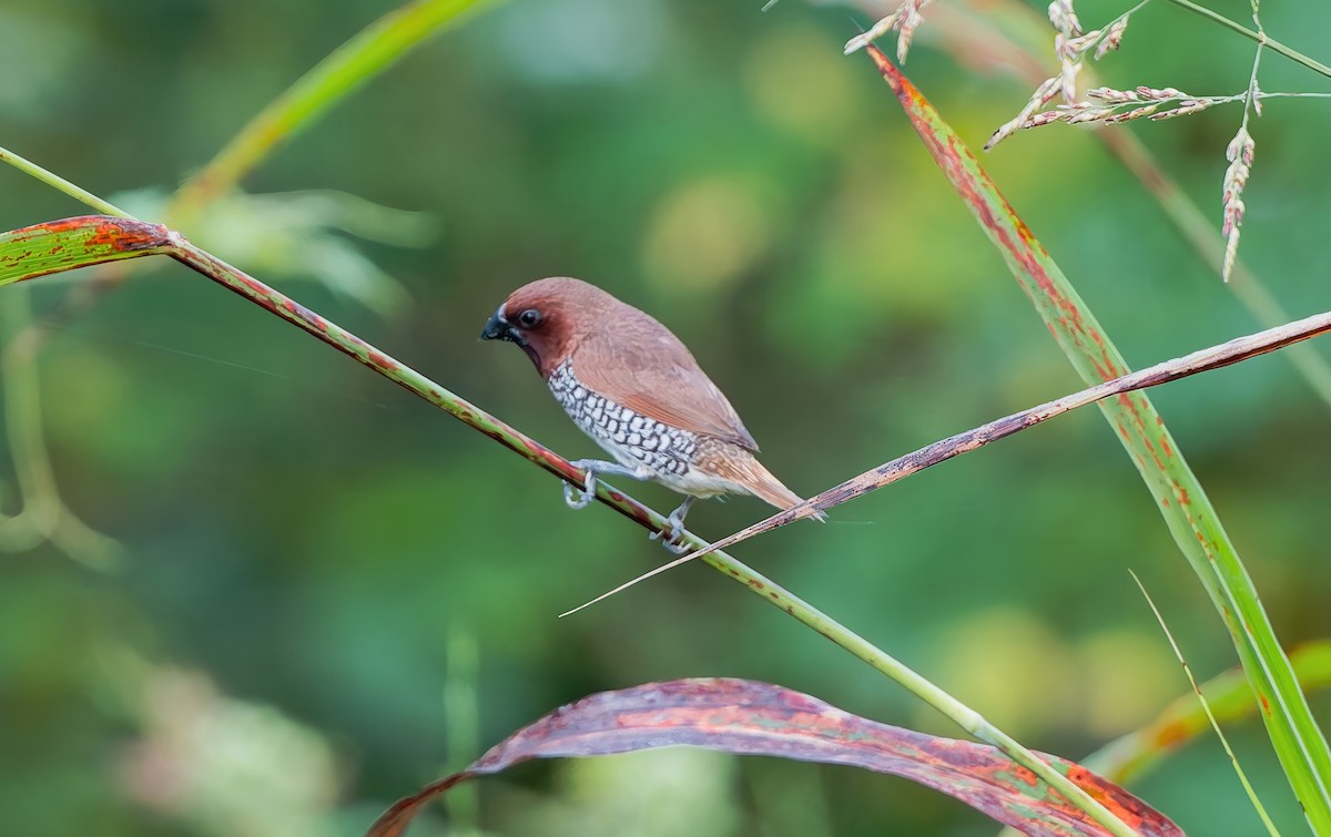 Scaly-breasted Munia - ML642386485