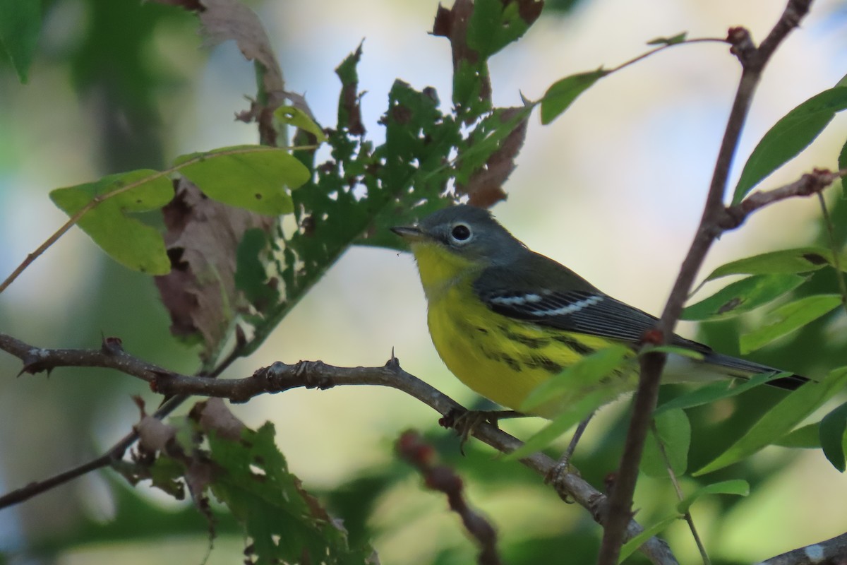 lesňáček tajgový - ML642386489