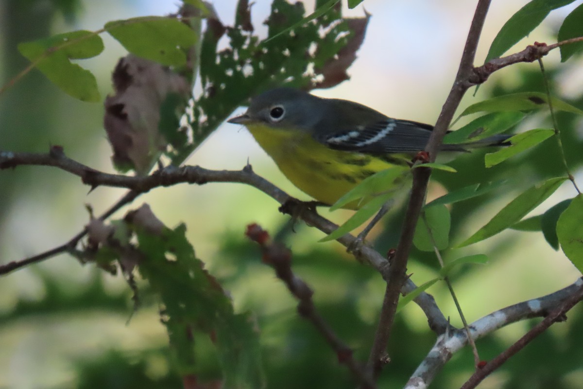 lesňáček tajgový - ML642386490