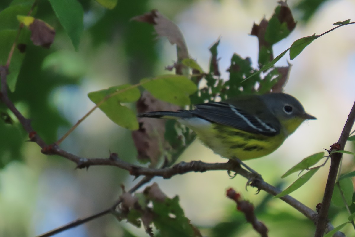 lesňáček tajgový - ML642386491