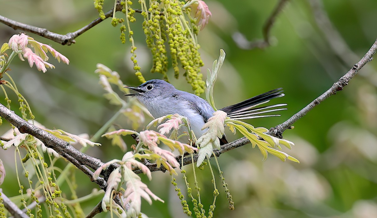 Комароловка сиза (підвид caerulea) - ML642386526
