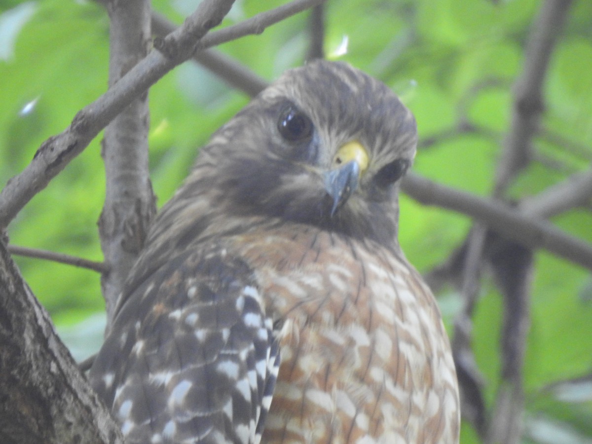 Red-shouldered Hawk - ML642386538