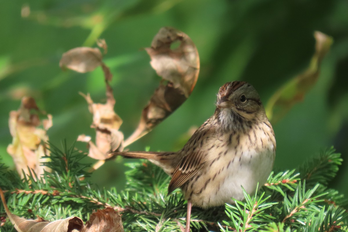 strnadec pruhohlavý - ML642386544