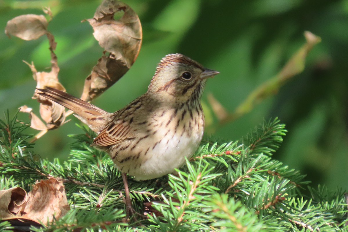 strnadec pruhohlavý - ML642386545