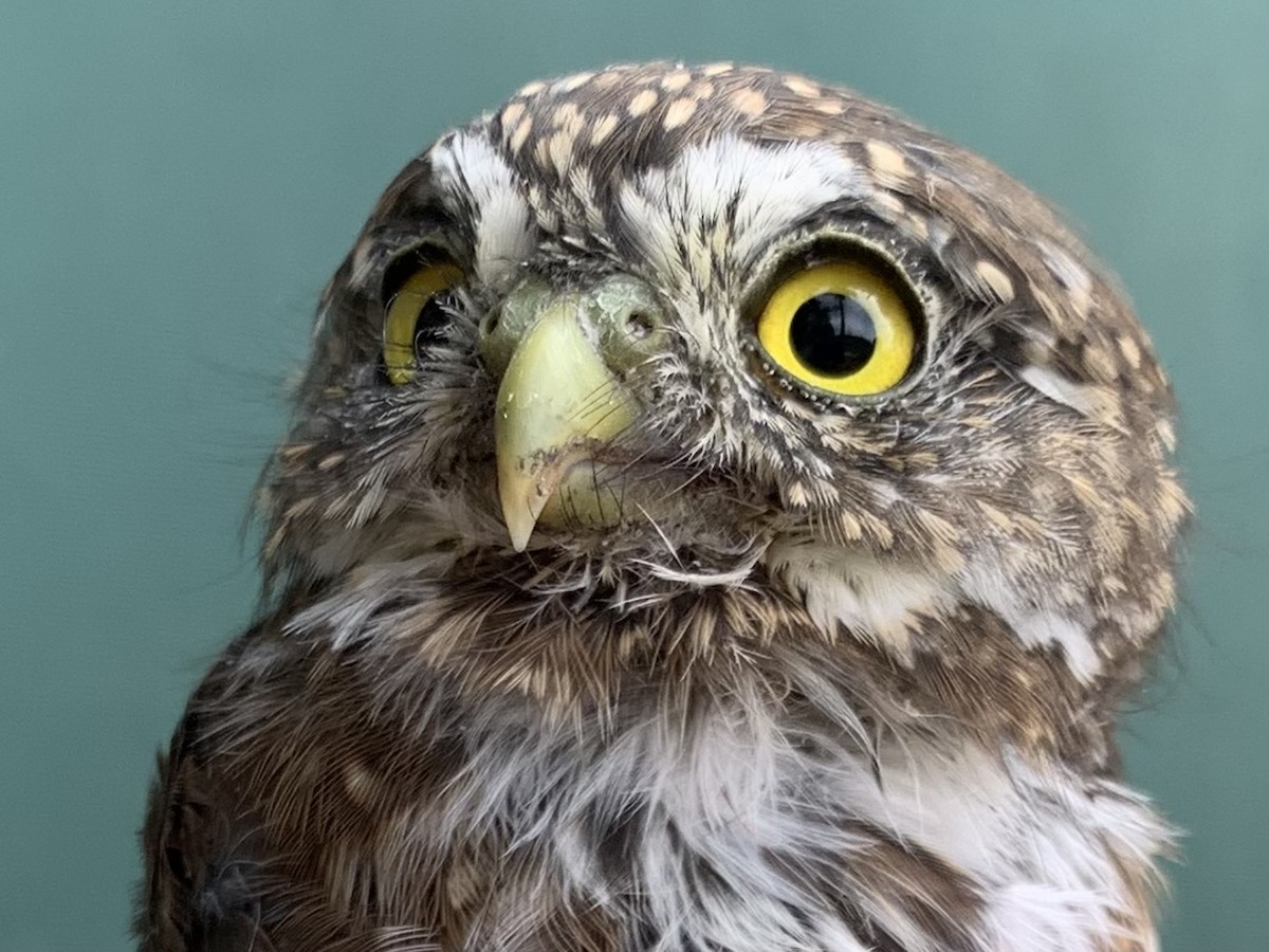 Northern Pygmy-Owl - ML642386552
