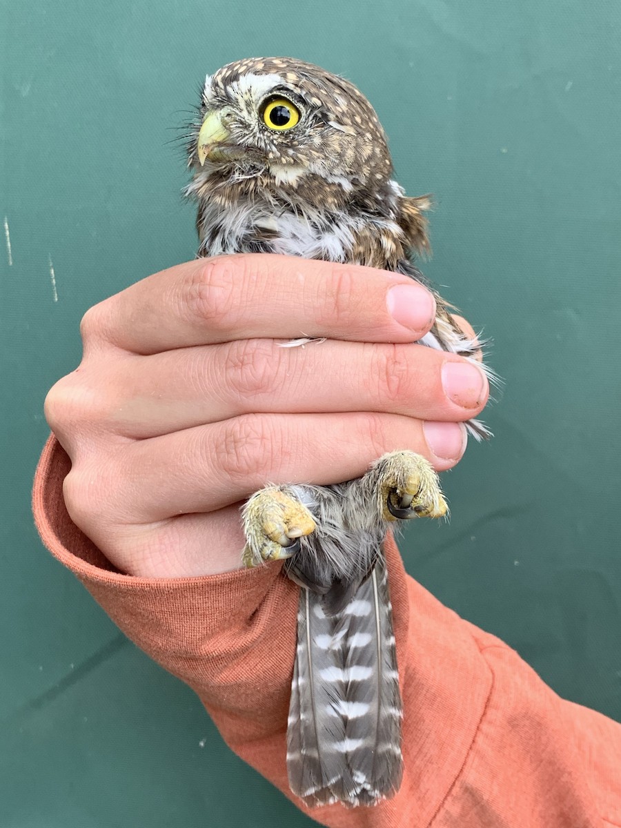 Northern Pygmy-Owl - ML642386553