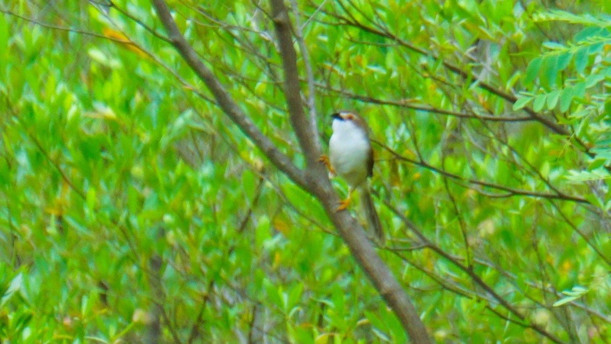 Yellow-eyed Babbler - ML642386571