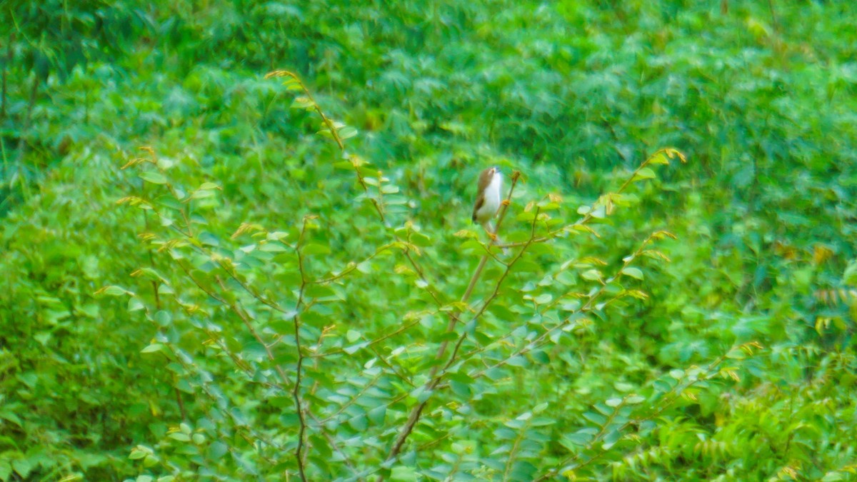 Yellow-eyed Babbler - ML642386572
