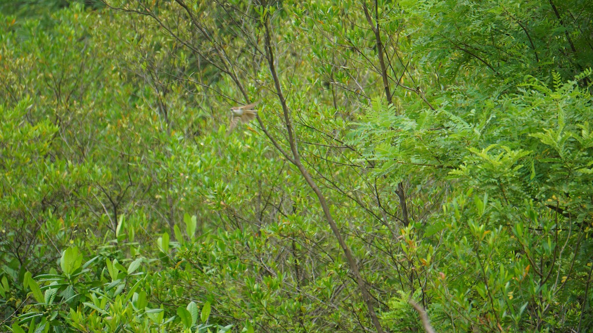 Yellow-eyed Babbler - ML642386573