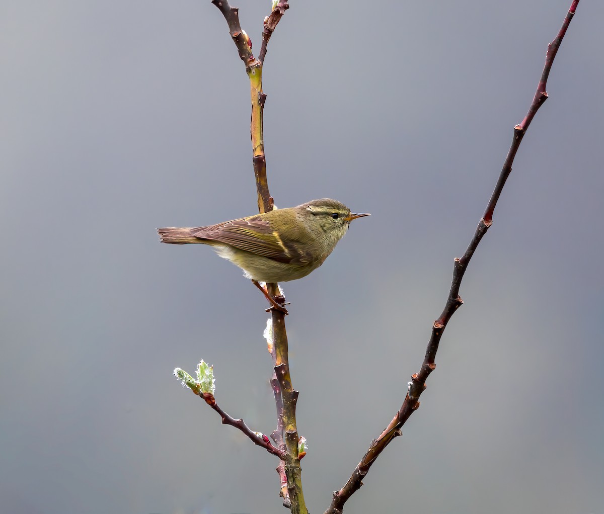 Buff-barred Warbler - ML642386578