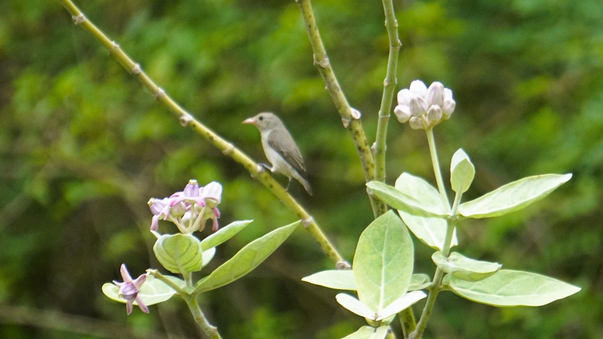 Pale-billed Flowerpecker - ML642386581