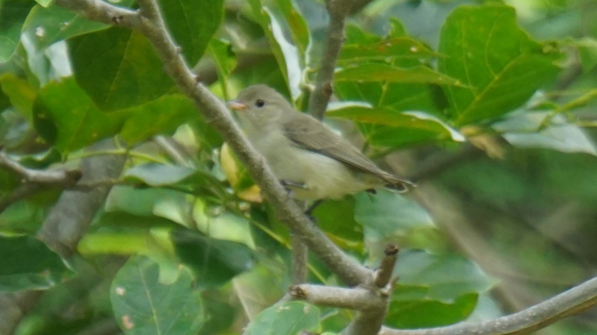 Pale-billed Flowerpecker - ML642386582