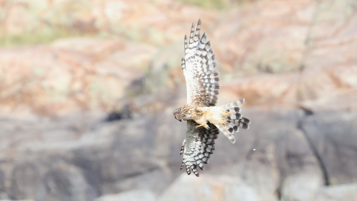 Northern Harrier - ML642386590