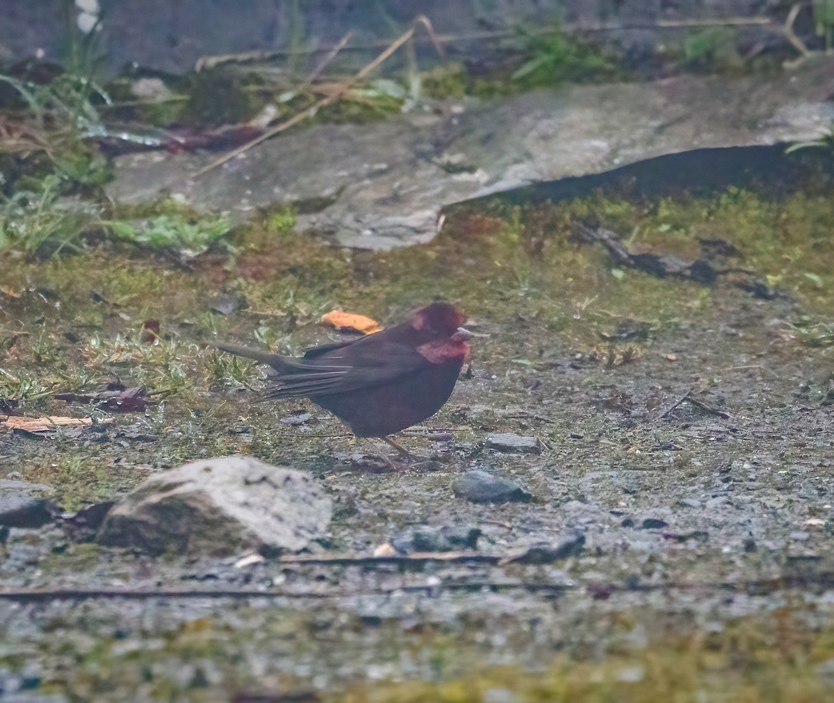 Dark-breasted Rosefinch - ML642386598