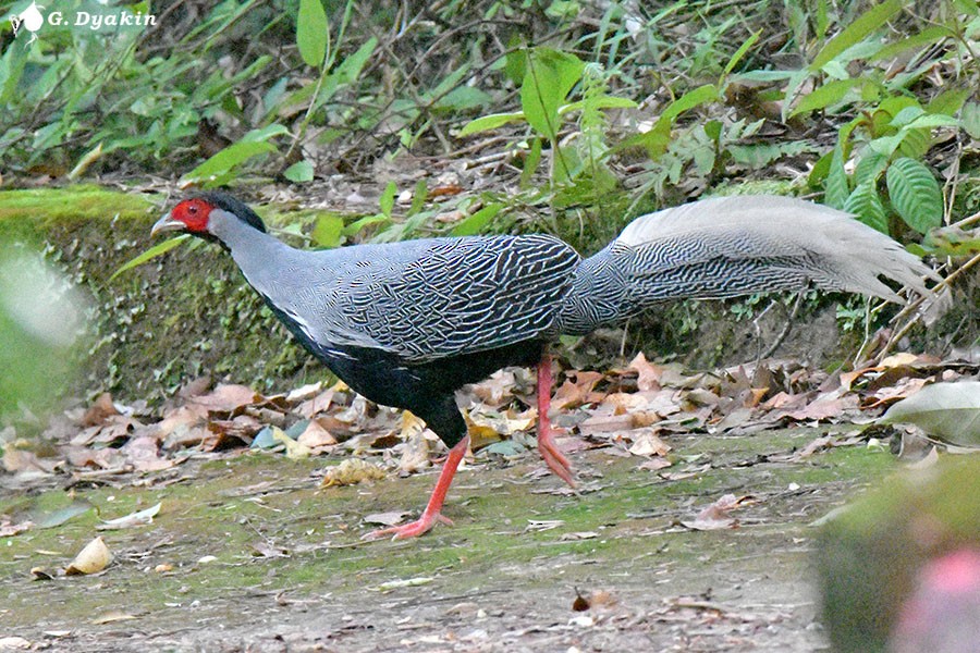 Silver Pheasant - ML642386603