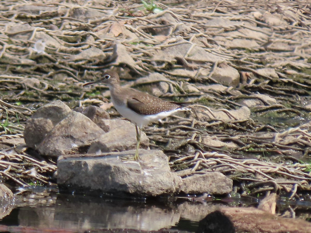 Solitary Sandpiper - ML642386604