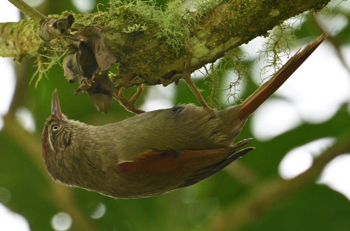 Streak-capped Spinetail - ML642386608