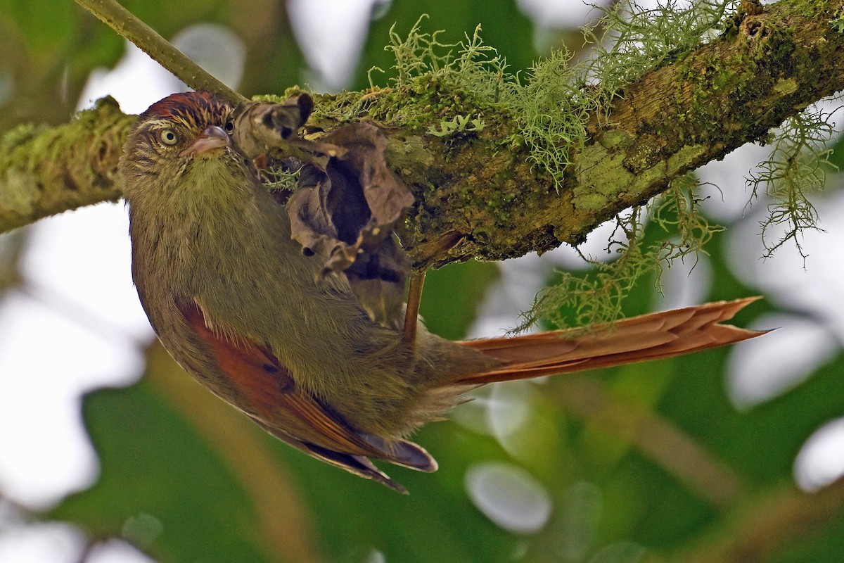 Streak-capped Spinetail - ML642386609