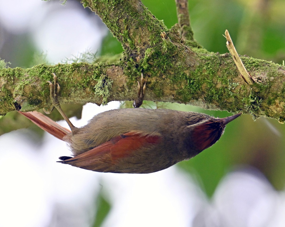Streak-capped Spinetail - ML642386610