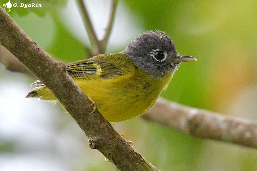 Gray-cheeked Warbler - ML642386613