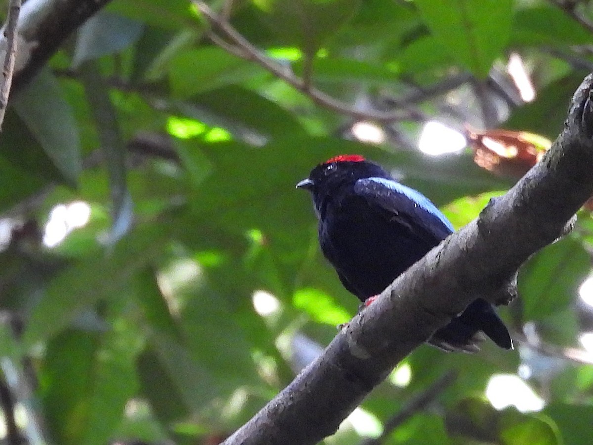 Blue-backed Manakin - ML642386627
