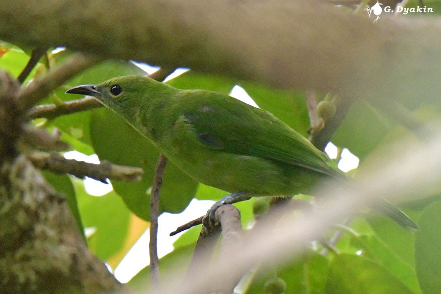 Orange-bellied Leafbird - ML642386629