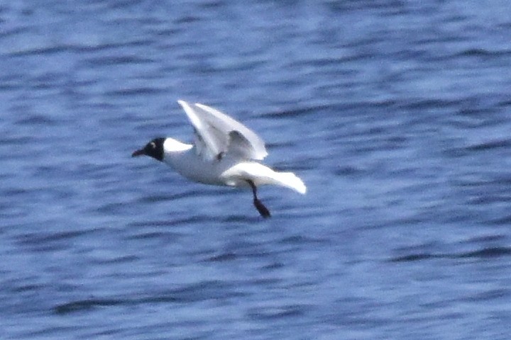 Andean Gull - ML642386635