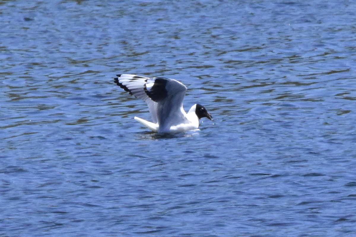 Andean Gull - ML642386636