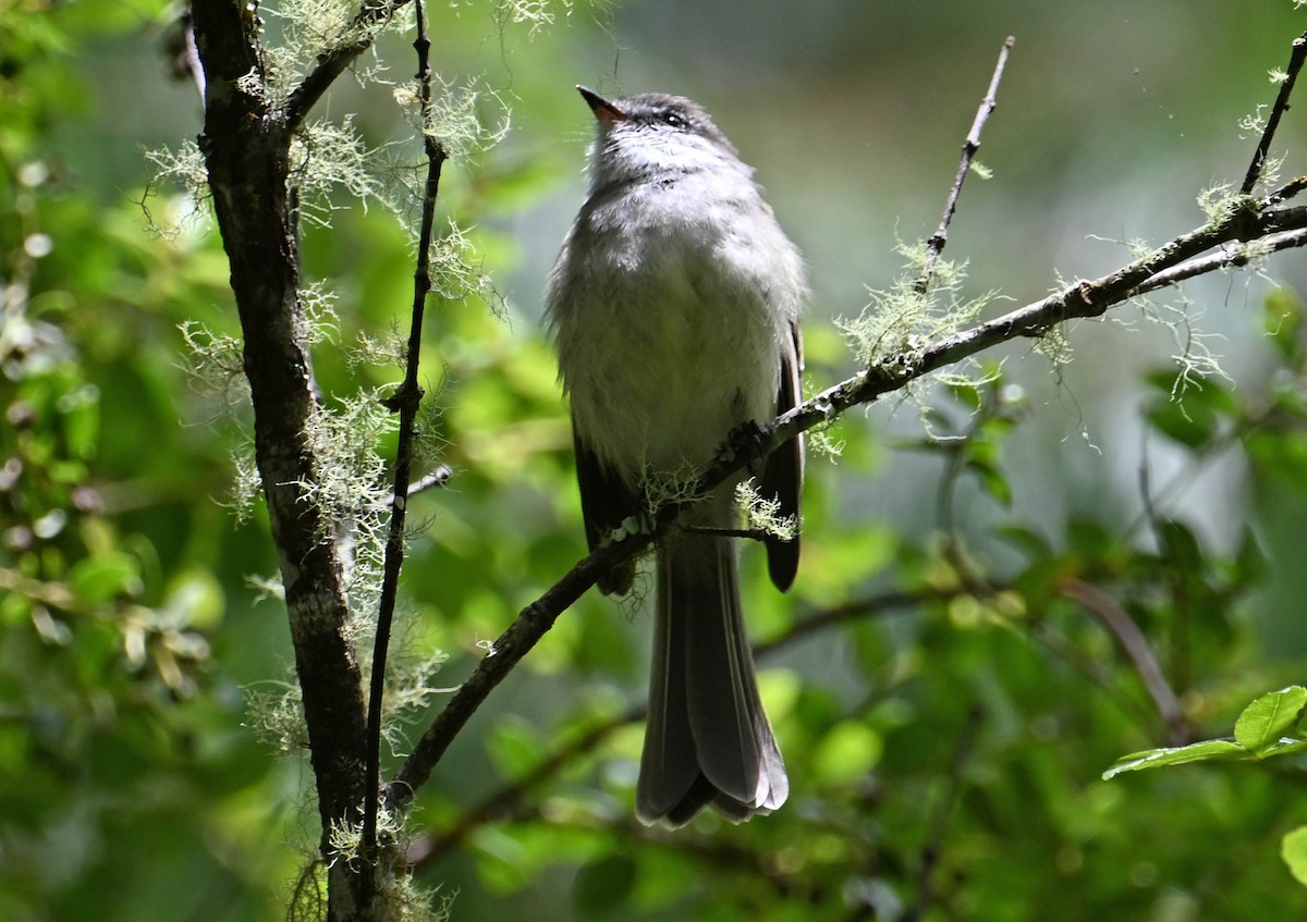 White-throated Tyrannulet - ML642386641