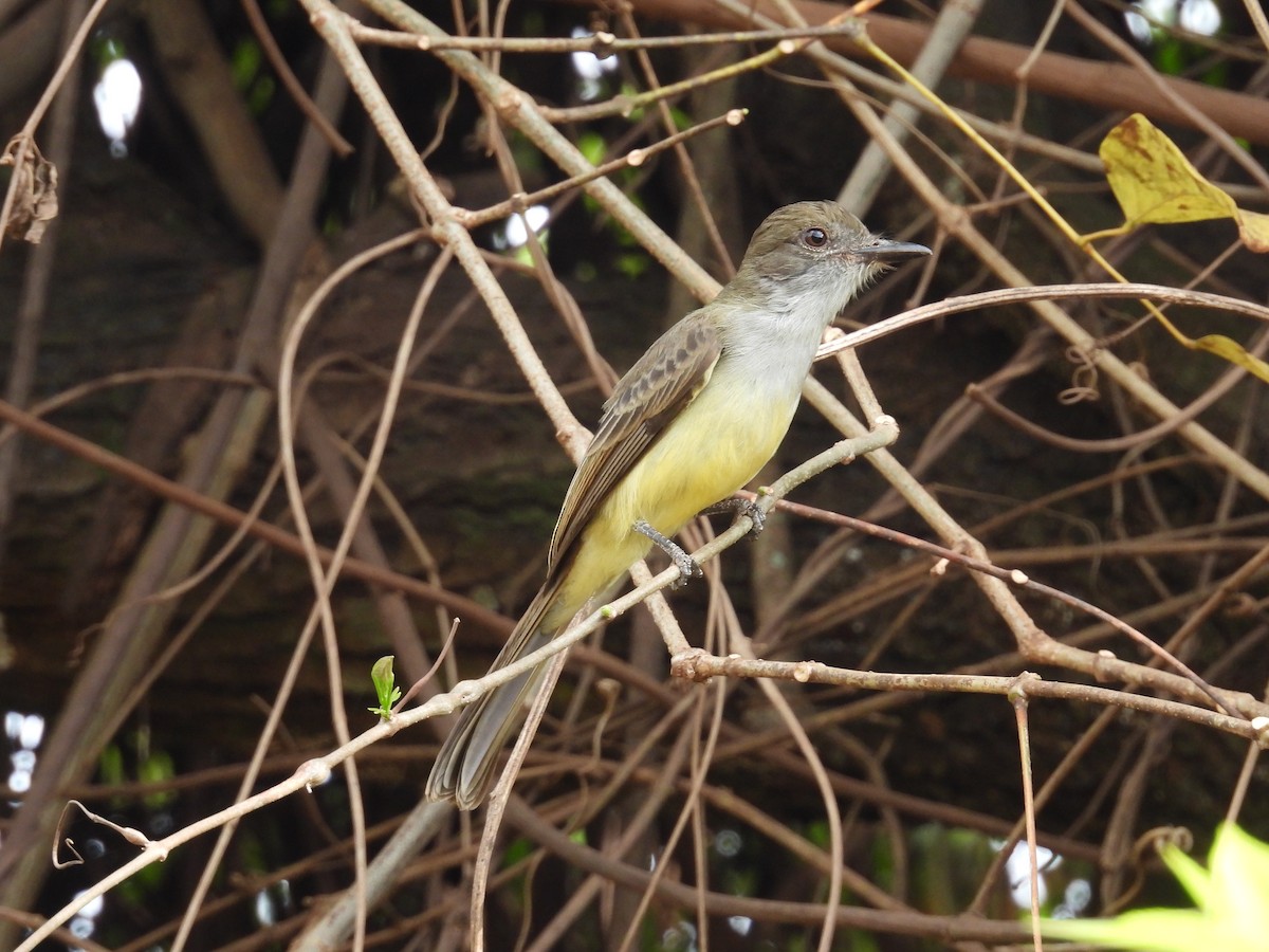 Short-crested Flycatcher - ML642386642