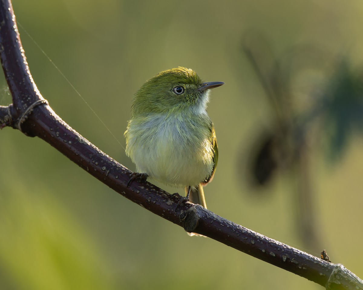 Hangnest Tody-Tyrant - ML642386645