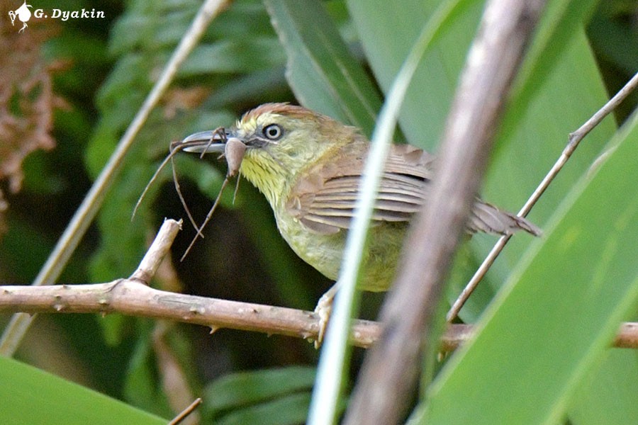 Pin-striped Tit-Babbler - ML642386646