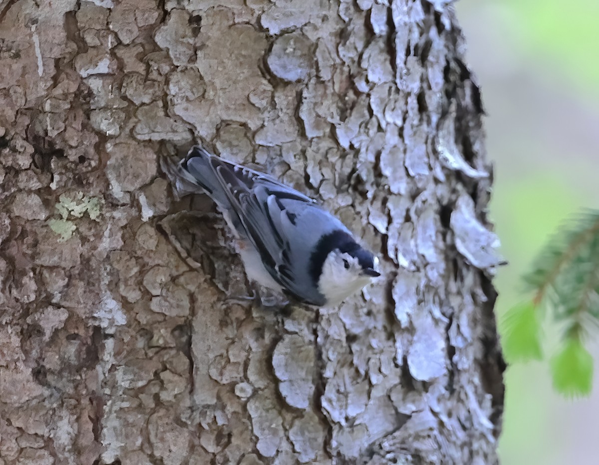 White-breasted Nuthatch (Eastern) - ML642386647
