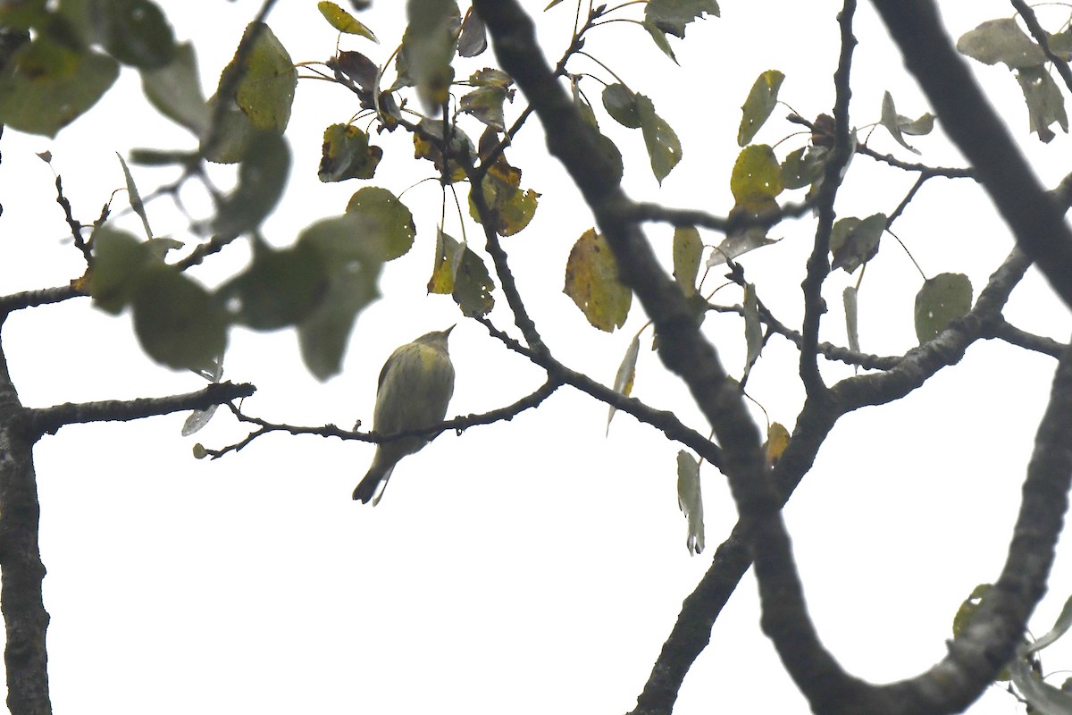 Cape May Warbler - ML642386650