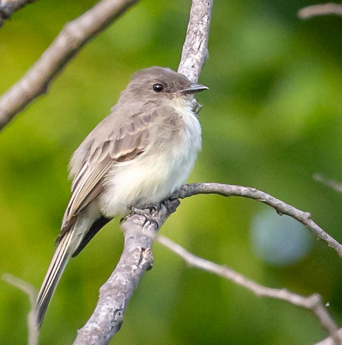 Eastern Phoebe - ML642386652