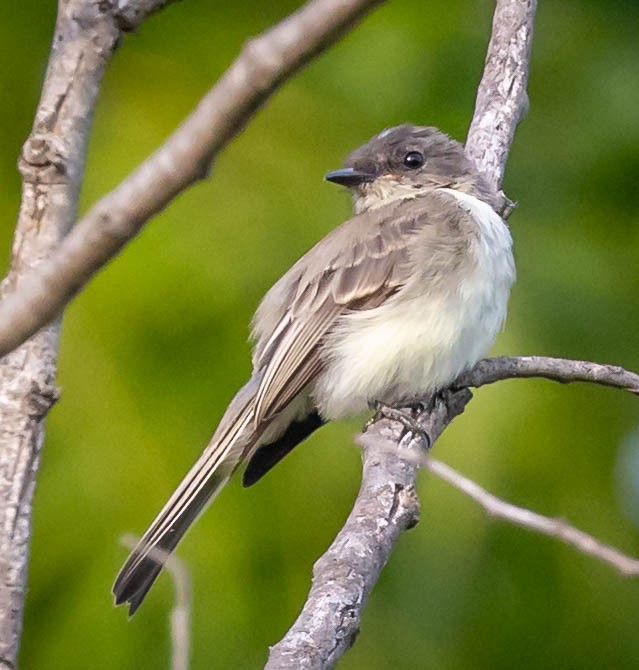 Eastern Phoebe - ML642386653