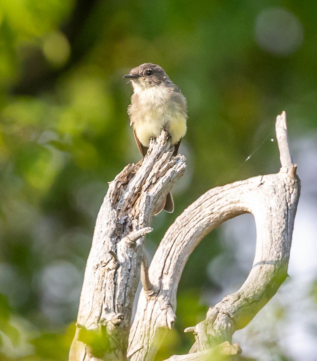 Eastern Phoebe - ML642386654