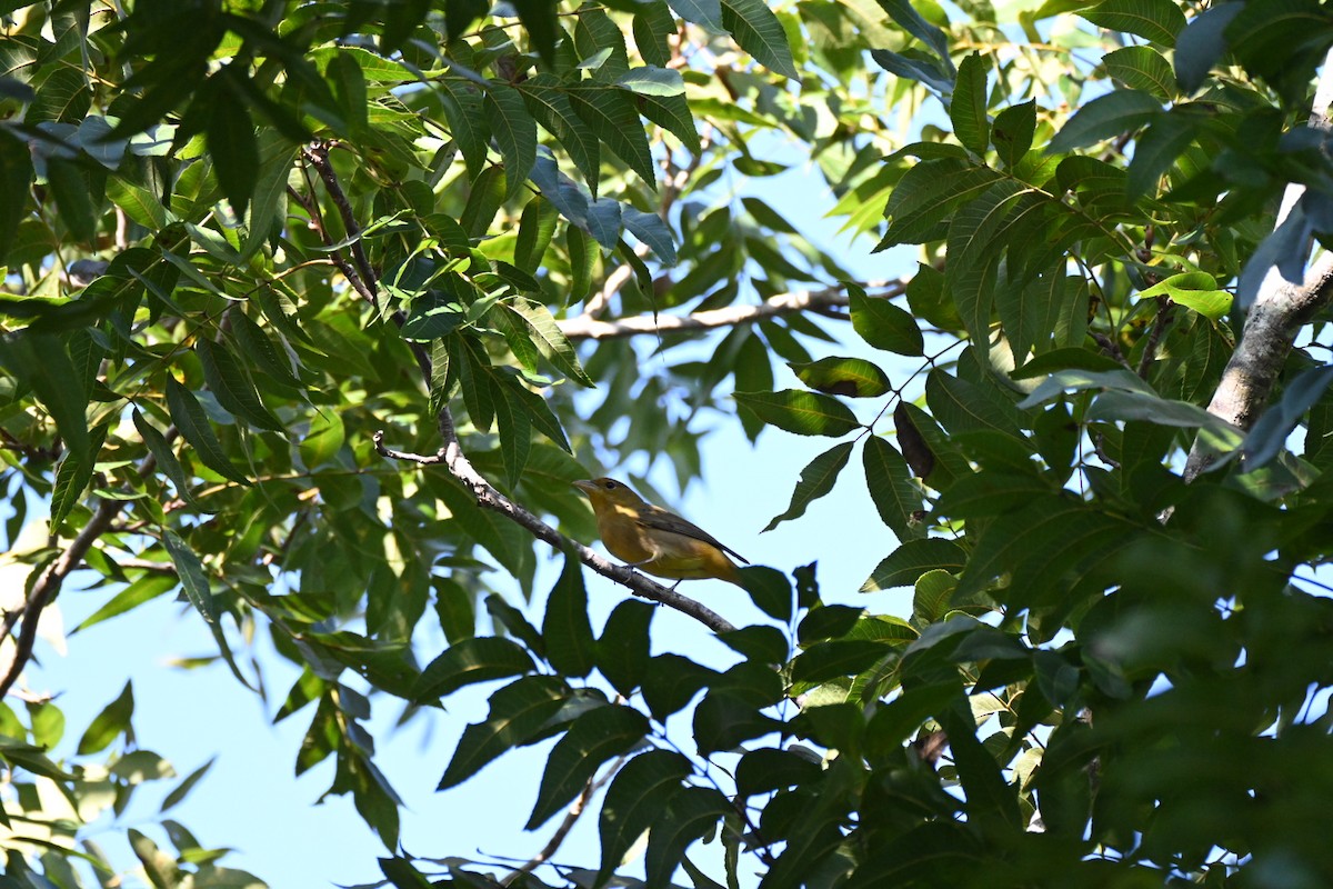 Summer Tanager - ML642386657
