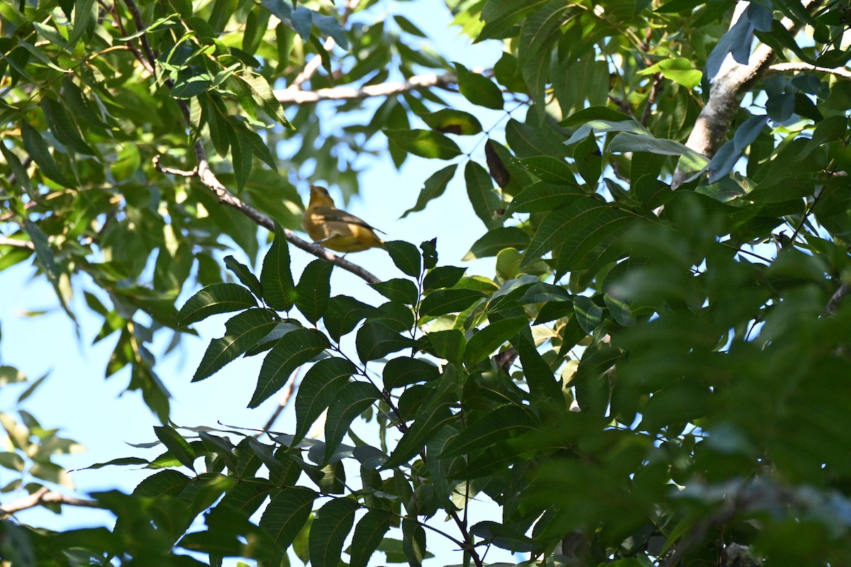Summer Tanager - ML642386658