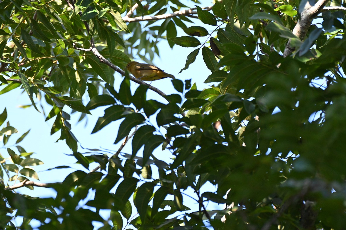 Summer Tanager - ML642386659