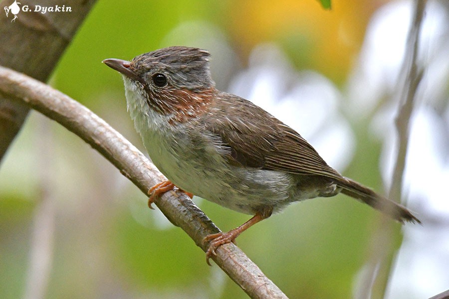 Indochinese Yuhina - ML642386660