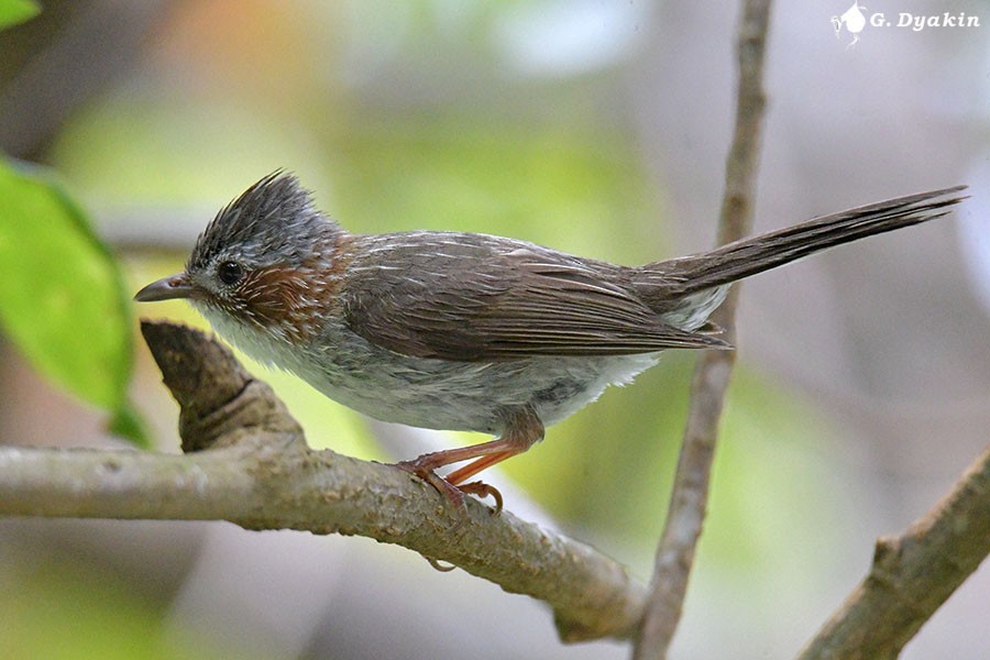 Indochinese Yuhina - ML642386662