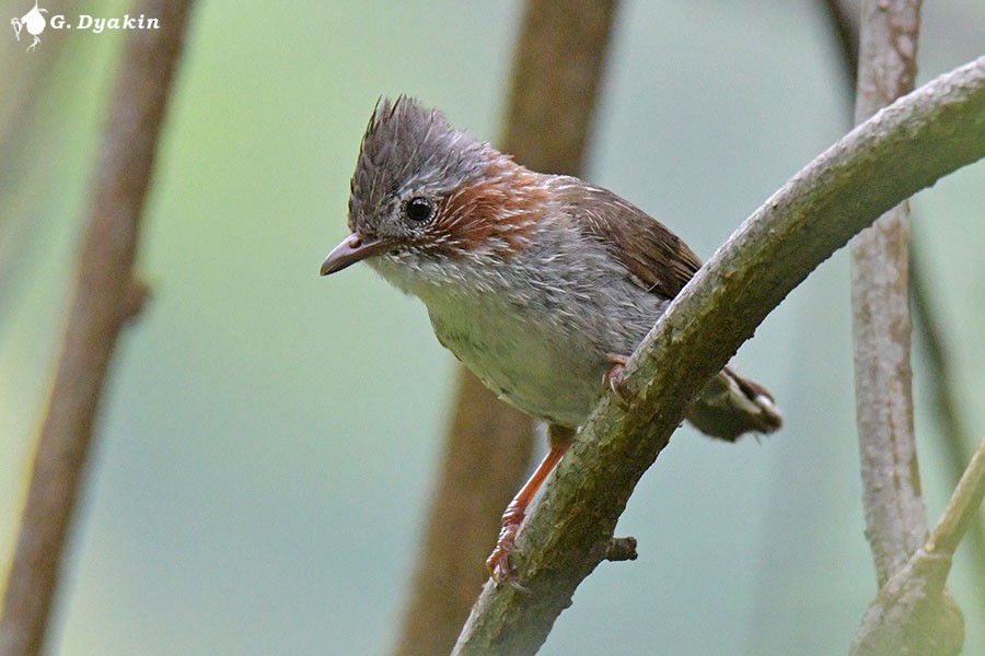 Indochinese Yuhina - ML642386663