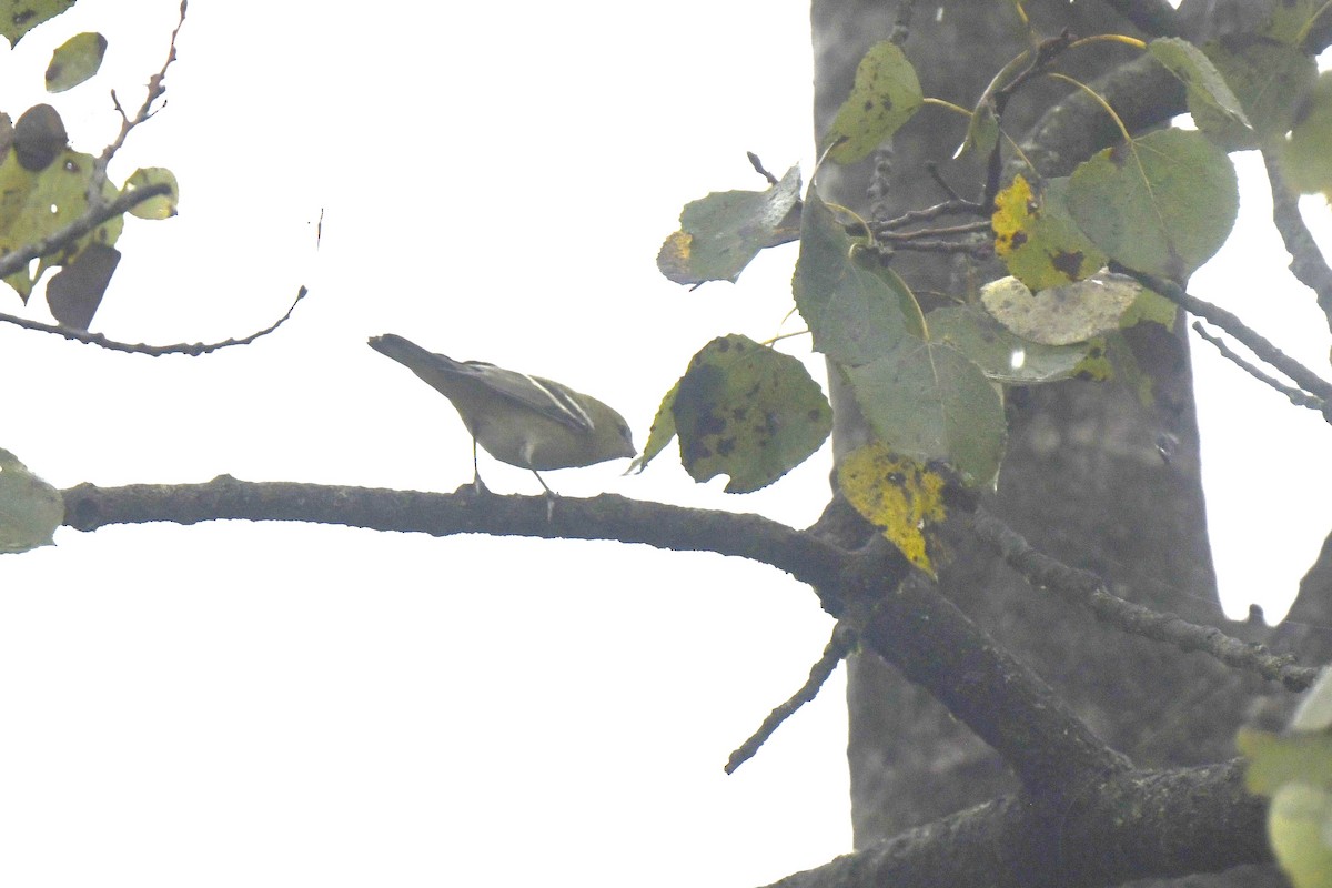 Bay-breasted Warbler - ML642386669