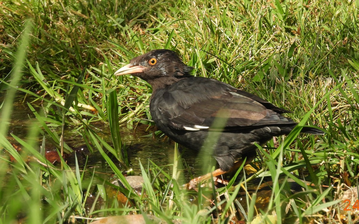 Crested Myna - ML642386670